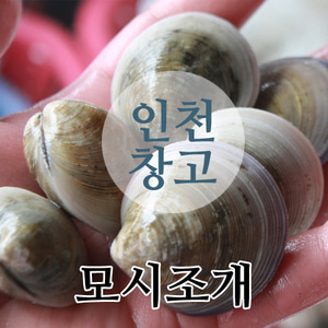 바보푸드 모시조개 1kg