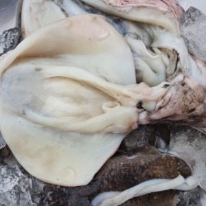 단독창고: 급랭 손질 갑오징어 1kg