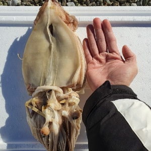 동해창고: 정품 반건조 오징어(소) 10미